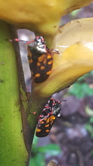 Mahanarva costaricensis costaricensis
