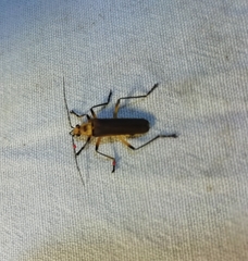 Chauliognathus cinguliventris