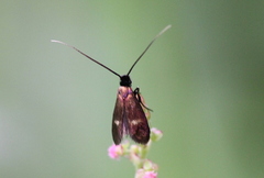 Cauchas fibulella