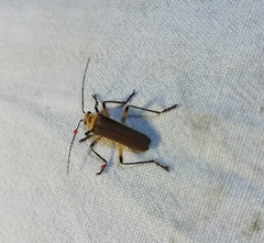 Chauliognathus cinguliventris