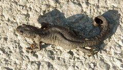 Triturus ivanbureschi