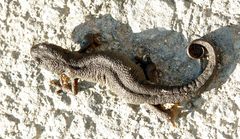 Triturus ivanbureschi