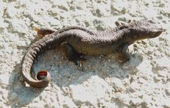 Triturus ivanbureschi