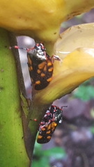 Mahanarva costaricensis costaricensis