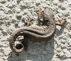 Triturus ivanbureschi