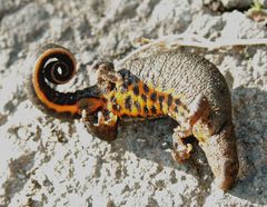 Triturus ivanbureschi