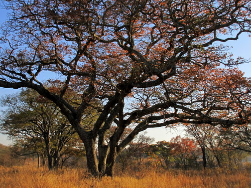 Brachystegia lujae