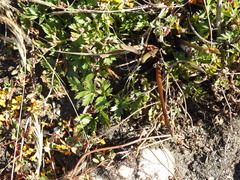 Ligusticum apiifolium