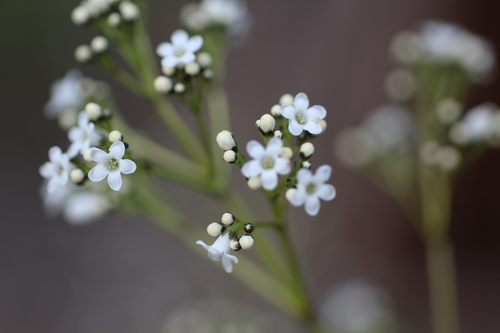 Image of Logania vaginalis by (c) Hugo Innes, some rights reserved (CC BY)