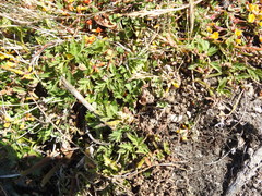 Ligusticum apiifolium