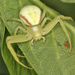 Flower Crab Spiders - Photo (c) Lynette Schimming, some rights reserved (CC BY-NC)