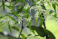 Periploca sepium