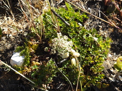 Ligusticum apiifolium
