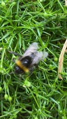 Bombus pratorum