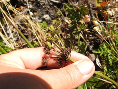 Ligusticum apiifolium