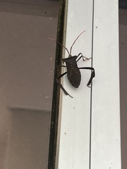 Acanthocephala declivis