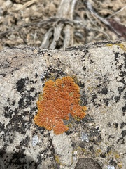 Xanthomendoza trachyphylla