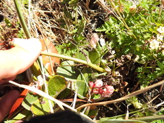 Ligusticum apiifolium