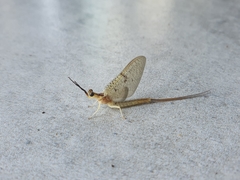 Ephemera orientalis