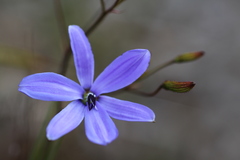 Agrostocrinum hirsutum