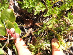 Ligusticum apiifolium