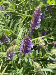 Vicia villosa