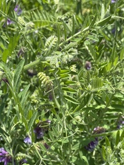 Vicia villosa