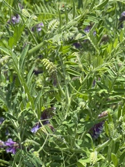 Vicia villosa