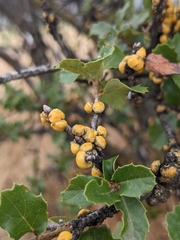 Cerococcus quercus