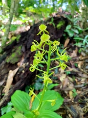 Liparis sootenzanensis