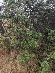 Cerococcus quercus