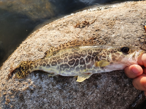Luipaard-baars (Siniperca scherzeri) — Percichthyidae — 2