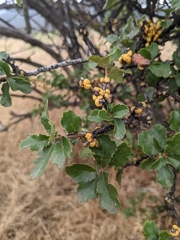 Cerococcus quercus