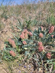 Astragalus calycinus