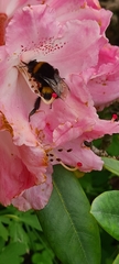 Bombus