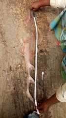 Glaucostegus younholeei