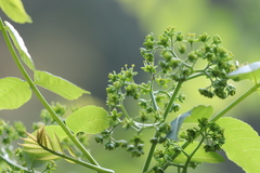 Picrasma quassioides