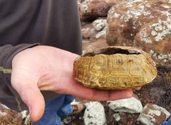 Chersobius boulengeri