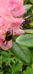 Bombus