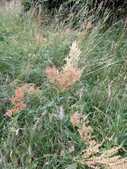 Rumex thyrsiflorus