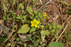Lysimachia grammica