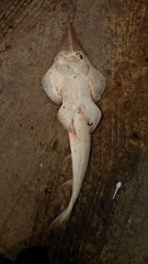 Glaucostegus younholeei