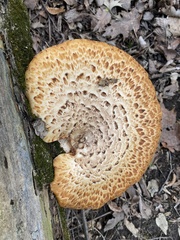 Cerioporus squamosus