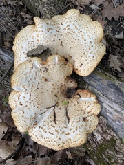 Cerioporus squamosus