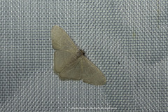 Lophophleps triangularis