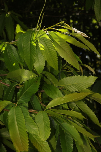 Castanea sativa — photo 1