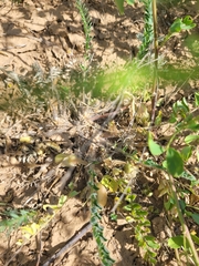 Astragalus longipetalus