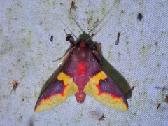 Pachynoa purpuralis