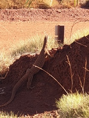 Varanus panoptes rubidus