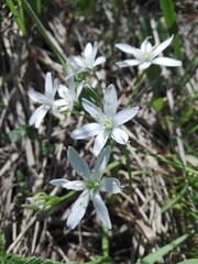 Ornithogalum orthophyllum